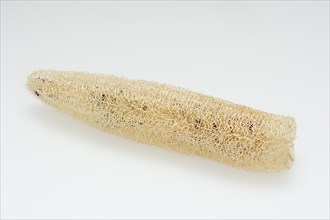 Sponge cucumber (Luffa aegyptiaca, Luffa cylindrica), fibrous interior of the ripe fruit, used as a