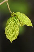 Hornbeam or hornbeam (Carpinus betulus), leaves in spring, North Rhine-Westphalia, Germany, Europe