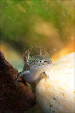 Newt (Caudata), larva on stony bottom, underwater photo in clear water, Germany, Europe