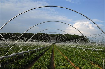 Strawberry plantations with tent poles, Chilcote, South Derbyshire, England, Great Britain