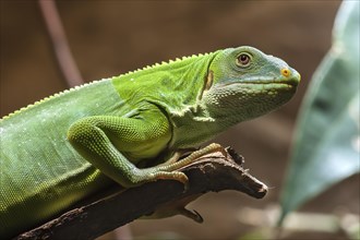 Fiji iguana (Brachylophus fasciatus) in the terrarium, Nuremberg Zoo, Nuremberg, Middle Franconia,