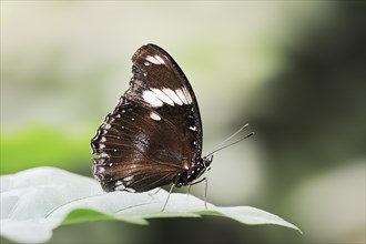 Great Eggfly or Great Eggfly (Hypolimnas bolina), male, captive, occurrence in Asia and Australia