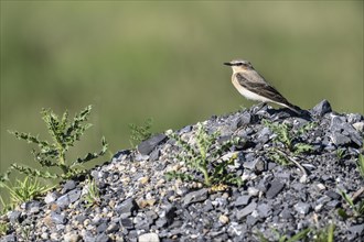 Northern wheatear (Oenanthe oenanthe), Emsland, Lower Saxony, Germany, Europe