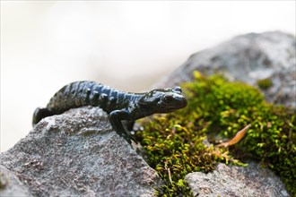 Alpine salamander (Salamandra atra), on stone with moss, Hohenschwangau, Allgaeu, Bavaria