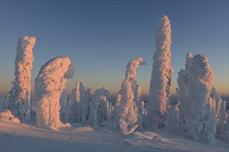 Snow-covered trees in the Arctic in the evening light, Taiga, Winter, Brooks Range, Alaska, USA,