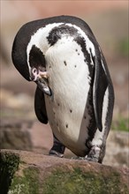 Humboldt penguin (Spheniscus humboldti) standing on a rock and preening itself, occurrence in South