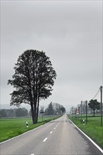 Country road with bare trees near fog, Allgaeu, Swabia, Bavaria, Germany, Europe