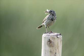 Meadow pipit (Anthus pratensis) with insects in its beak, Emsland, Lower Saxony, Germany, Europe