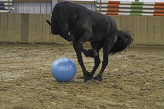 Friesian, Friesian horse, plays with the ball