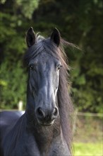 Friesian, Friesian horse