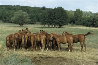 Gidran, Herd, Lake Balaton, Hungary, Europe