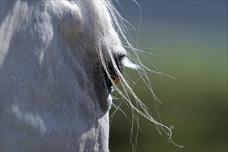 Andalusian, Andalusian horse, Antequera, Andalusia, Spain, eye, Europe