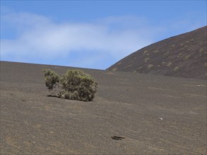A lonely tree on barren ground in front of a hill and blue sky, barren landscape with roads,