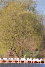 A large green willow tree overlooks a tranquil lake, surrounded by spring scenery and a blue sky,