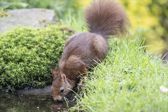 Eurasian red squirrel (Sciurus vulgaris), drinking, Emsland, Lower Saxony, Germany, Europe