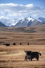 Glaciated and snow-covered mountains, yaks grazing on the plateau in autumnal mountain landscape