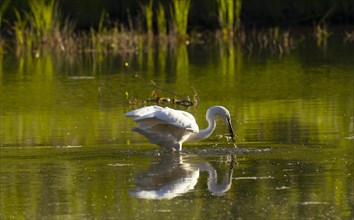 Great egret (Ardea alba), Hunting, Water, Fish, Lower Austria