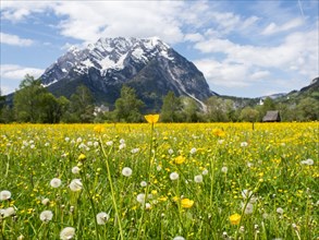 Flower meadow, behind the Grimming, near Irdning, Styria, Austria, Europe