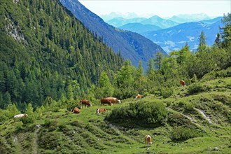 Mountain landscape with cows, Karwendel, Tyrol, Austria, Europe
