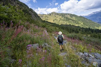 Mountaineer on a hiking trail between flowers, mountain landscape with green meadows, purple