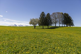 Dandelion meadow with trees near Fuessen, Allgaeu, Ostallgaeu, Bavaria, Germany, Europe