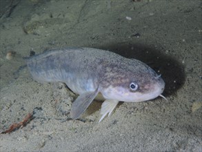 A greyish fish with a broad snout, burbot (Lota lota), rudd, on the sandy lake bottom. Dive site