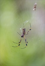Golden silk spider (Nephila clavipes) sitting in its web, Tortuguero National Park, Costa Rica,