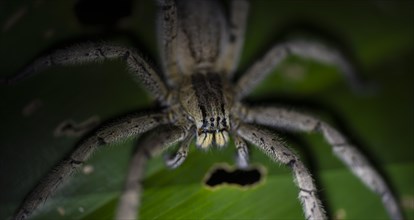 Getazi comb spider or Getazi banana spider (Cupiennius tazi) sitting on a banana leaf at night,