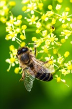 European Honey Bee, Apis mellifera on a white wild flower