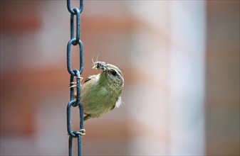 Eurasian wren (Troglodytes troglodytes) has insects in its beak for feeding