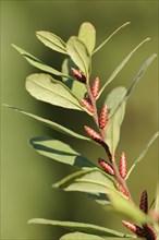 Bog myrtle (Myrica gale), North Rhine-Westphalia, Germany, Europe