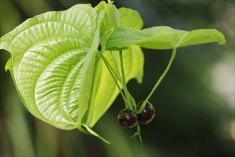 Zanzibar yam root or Zanzibar yam (Dioscorea sansibarensis), leaves and tubers