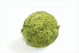 Hedge apple (Maclura pomifera), fruit on white background