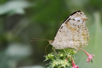 Spotted fritillary (Myscelia cyaniris), captive, occurrence in Central and South America