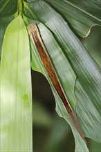 Owl butterfly or bamboo butterfly (Eryphanis polyxena), caterpillar, occurrence in South America,