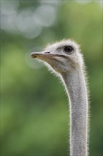 South African ostrich (Struthio camelus australis), female, portrait, captive, occurrence in Africa