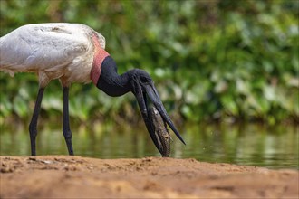 Jabiru (Jabiru mycteria) Pantanal Brazil