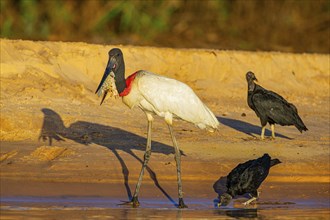 Jabiru (Jabiru mycteria) Pantanal Brazil