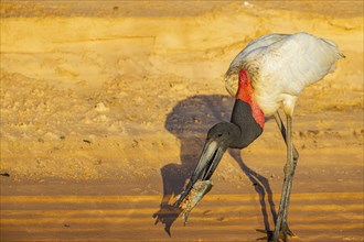 Jabiru (Jabiru mycteria) Pantanal Brazil