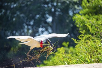 Jabiru (Jabiru mycteria) Pantanal Brazil