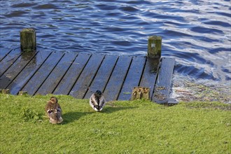 Two ducks on the grassy shore near a wooden platform at the edge of a lake, small lake in the