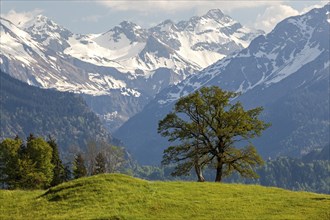 Group of trees in spring, snow-covered mountains of the Allgaeu Alps in the background, near