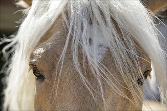 Andalusian, Andalusian horse, Antequerra, Andalusia, Spain, Eyes, Europe