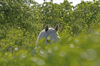 Andalusian, Andalusian horse, Antequera, Andalusia, Spain, Europe