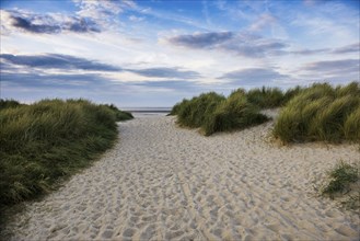 Marram grass (Ammophila arenaria) on dune and beach, Wadden Sea, Schillig, Wangerland, East Frisia,