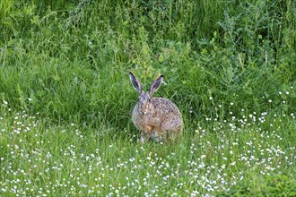 A hare European hare (Lepus europaeus) in a green meadow surrounded by grass and wildflowers,
