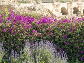 Purple flowering plants in front of historical ruins with stone arches in the background, Purple