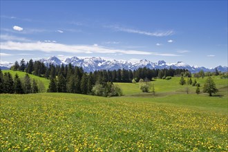 View of the Allgaeu Alps, dandelion meadow, snow, forest, Ostallgaeu, Buching, Allgaeu, Bavaria,