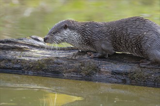 European otter (Lutra lutra) on an old tree trunk, captive, Germany, Europe