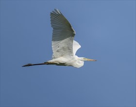 Great egret (Ardea alba) in flight, blue sky, Thuringia, Germany, Europe